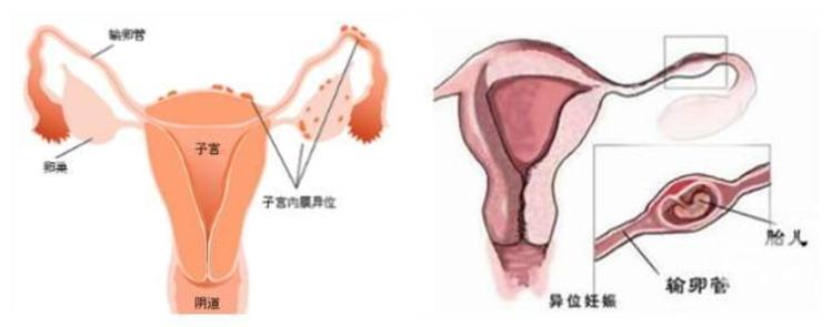 牛预产期计算表